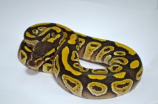 12mojave00f01.jpg