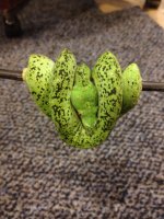 IMG_0224.jpg