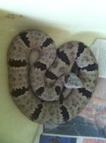 Franklin Mountains female.jpg