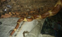 jaspers tail.jpg