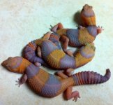 fattail.jpg
