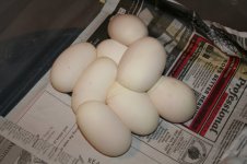 IMG_1693.jpg