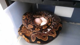 calicoclowneggs.jpg