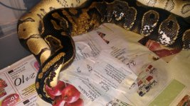 clown x calico2.jpg