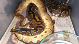 clown x calico3.jpg
