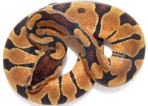 enchi.jpg