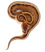 Genetic Stripe F.jpg