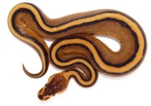 Genetic Stripe F2.jpg