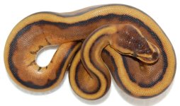 Genetic Stripe M.jpg