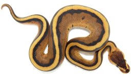 Genetic Stripe M2.jpg