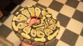 hypo1.jpg