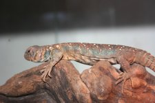 IMG_8227.JPG