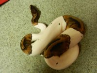 DSCN2543.jpg