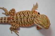 R6_8-23-2012.jpg