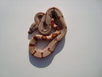 harlequin hypo.jpg