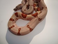 harlequin hypo b.jpg