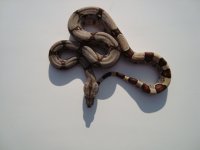 harlequin female.jpg