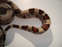 harlequin female b.jpg