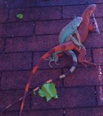 SkyEmber Indigo Mating.jpg