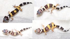 Geckos.jpg