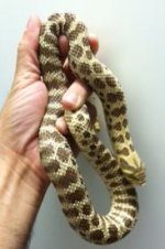 740 banded wh.jpg
