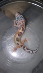 gecko 1.jpg