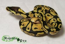 Pastel Male Het Axanthic 1 logo.jpg
