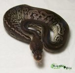 Gargoyle 1 logo.jpg