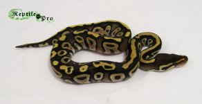 mojave clutch 022.jpg
