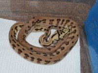 PC x Spitfire 75% IJ Jags 016.jpg