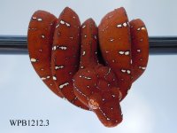 RSCN3303 copy.jpg