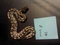 IMG_20120716_215837.jpg