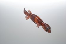 DSC_0374.jpg