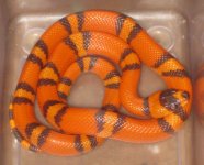 hypo tricolor male.jpg