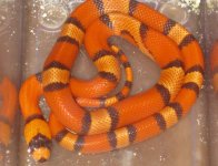 hypo tricolor female.jpg
