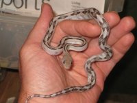 silver normal male (held).jpg
