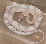 silver blonde female.jpg