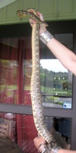 Lilith ovulating 2010.jpg