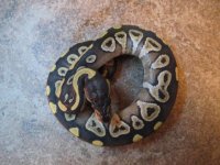 Male Mojave.JPG