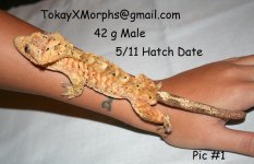 gecko 42 - 1.jpg