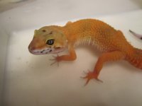 hiss3 450.jpg