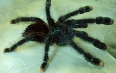 Avicularia avicularia adult color (640x402).jpg