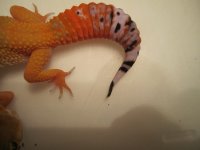 hiss2 450.jpg