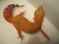 hiss 450.jpg