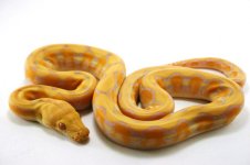 albino platty1.jpg