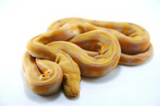 albino platty2.jpg