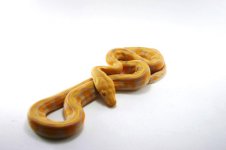 albino platty3.jpg