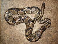 100% het albino 2.jpg