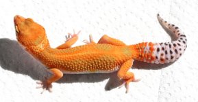 cjade12f2-22.jpg