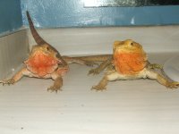 9-27-12 010.jpg